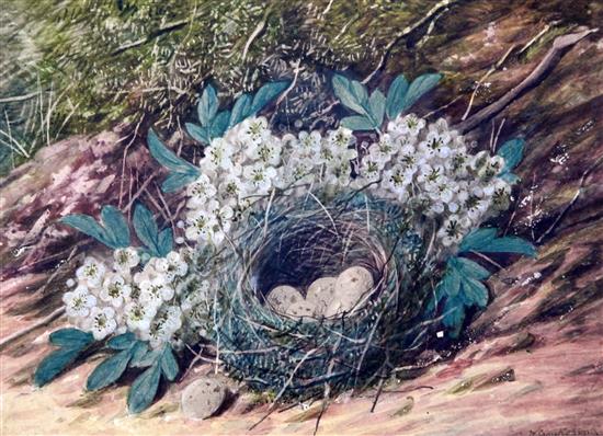 William Cruickshank (1849-1922) Still life of apple blossom and a birds nest, 7.5 x 11in.